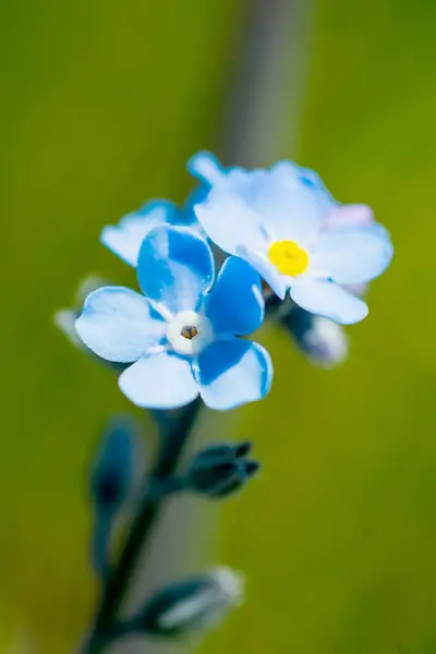 Beyaz arka planda açık mavi bir çiçek, kırpma yolu ile izole edilmiş. Büyük. Hassas, tüylü bir renk. Tasarım için. Violet.
