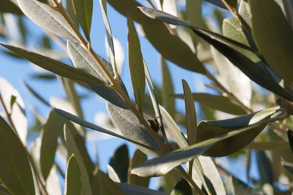 Yaprakları ve mavi gökyüzü olan zeytin ağacı