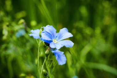 Alplerde bulunan mavi çiçek (Trentino-Alto-Adige, İtalya)