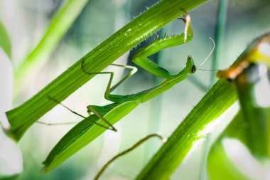 Peygamber devesi (Mantis religiosa) baş aşağı