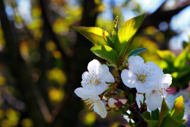 Kiraz ağacında kiraz çiçekleri