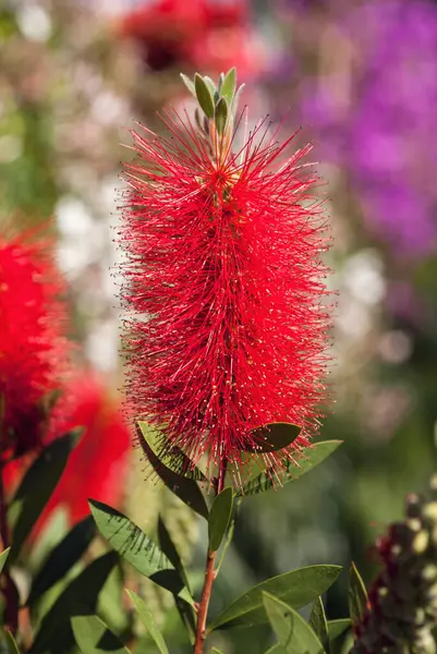 Bir şişe çalısı çiçeği (Callisten sp.) bitki