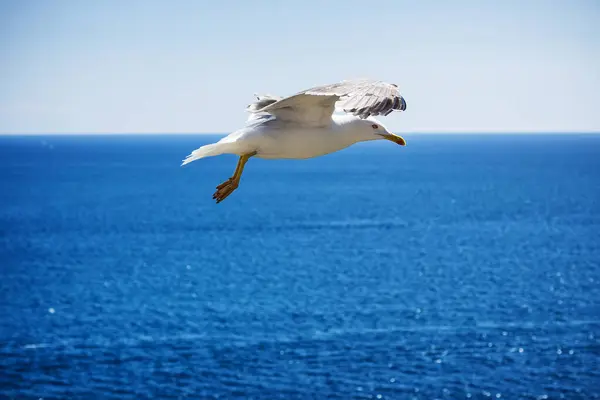 Uçan martı (Larus michahellis) Akdeniz 'de uçuyor