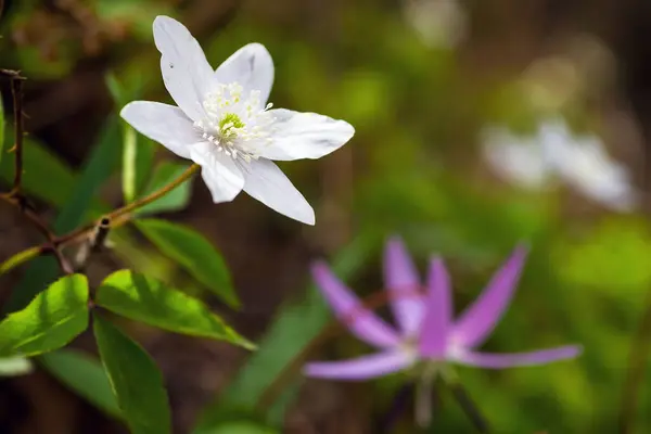 Doğada spontane ve harika çiçekler.