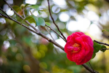 Pisa Botanik Bahçesinde Rosaceae (İtalya), bokeh