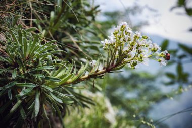 Beyaz bir çiçek ve uğur böceği