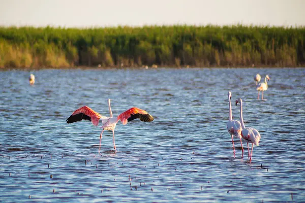 Flamingolar Camargue Parkı 'nda
