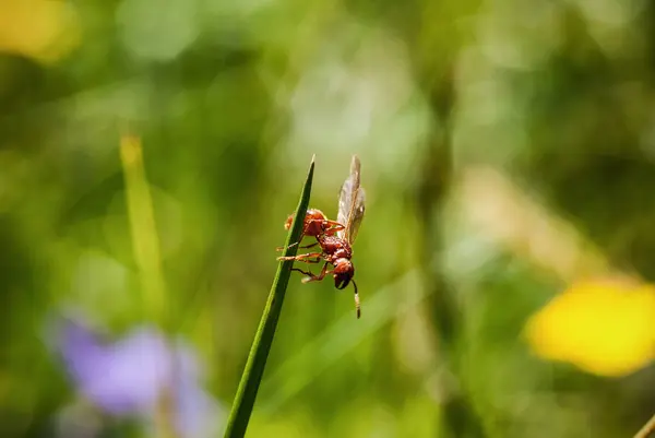 Parkta uçan bir karınca