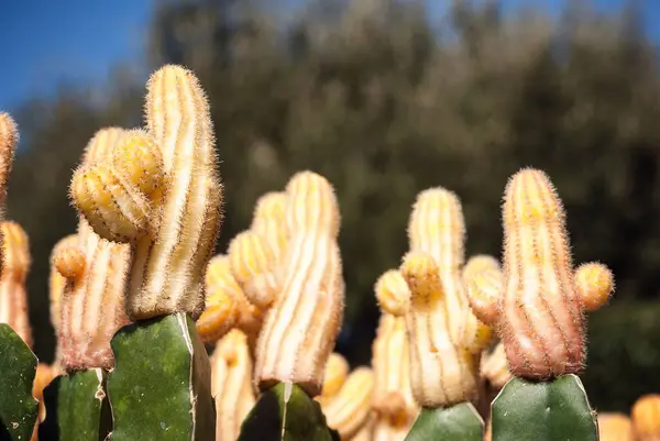 Kaktüsün üst kısmı (Carnegiea sp.)