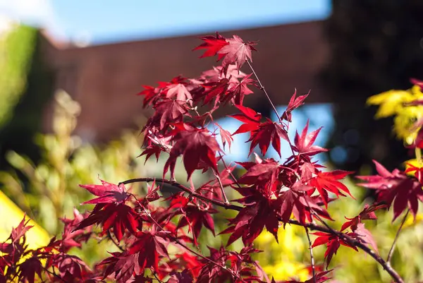 acer (Acer pseudoplatanus) güçlü rüzgarlı levalar