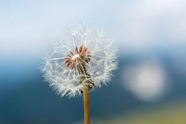 Yaygın karahindiba (Taraxacum officinale) infructescence (olgun meyve)