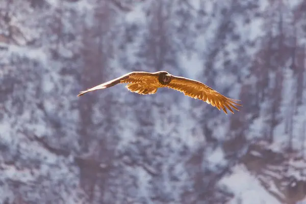 Genç sakallı bir akbaba (Gypaetus barbatus) Alplerde uçuyor