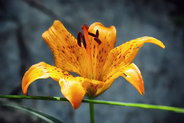 ateş zambağı (Lilium bulbiferum) Apuan Alplerinde (İtalya) bulunmaktadır)