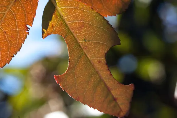 Yaprak bir salyangoz tarafından kemirildi.