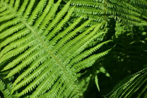 Canlı yeşil eğreltiotu yapraklarının (polipodyum vulgare) yakın çekimi güneş ışığıyla aydınlatılmıştır. Detaylı doku ve doğal simetri güneşli bir günde doğanın güzelliğini vurgulayan taze, canlı bir his yaratır..