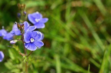 Sürünen Speedwell Veronica filiform çiçek desenli mavi çiçek deseni. Yeşil çayırlarda yetişen makro çiçekleri..