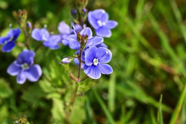 Sürünen Speedwell Veronica filiform çiçek desenli mavi çiçek deseni. Yeşil çayırlarda yetişen makro çiçekleri..