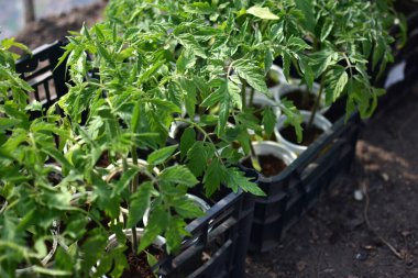 Bir seranın içinde küçük saksılarda yetişen sağlıklı domates fideleri. Bahçe toprağına nakledilmeye hazır. Bahçe ve sebze yetiştiriciliğinin mükemmel bir temsilidir..