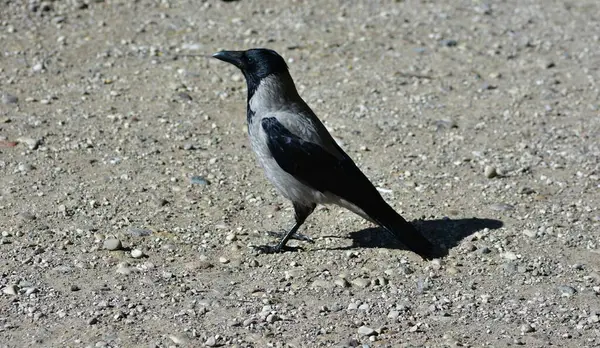 Kapüşonlu karga portresi gün ışığında kayalık yüzeyde duruyor. Detaylı tüyler, keskin gagalar ve doğal poz. Vahşi yaşam sahnesi kuş izleme, doğa ve şehir hayvan temaları için mükemmeldir..