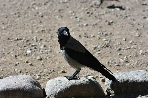 Kapüşonlu karga portresi gün ışığında kayalık yüzeyde duruyor. Detaylı tüyler, keskin gagalar ve doğal poz. Vahşi yaşam sahnesi kuş izleme, doğa ve şehir hayvan temaları için mükemmeldir..
