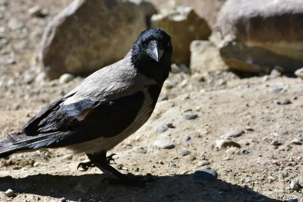 Kapüşonlu karga portresi gün ışığında kayalık yüzeyde duruyor. Detaylı tüyler, keskin gagalar ve doğal poz. Vahşi yaşam sahnesi kuş izleme, doğa ve şehir hayvan temaları için mükemmeldir..