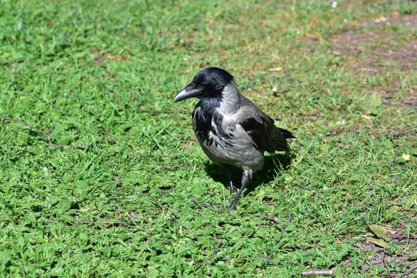 Kapüşonlu karga güpegündüz yeşil çimlerin üzerinde duruyor. Detaylı tüyler, keskin gagalar ve doğal poz. Vahşi yaşam sahnesi kuş izleme, doğa ve şehir hayvan temaları için mükemmeldir..