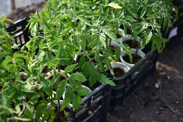 Bir seranın içinde küçük saksılarda yetişen sağlıklı domates fideleri. Bahçe toprağına nakledilmeye hazır. Bahçe ve sebze yetiştiriciliğinin mükemmel bir temsilidir..
