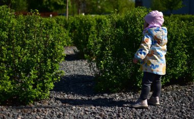 Bebek kız, güneşli baharda, şehir parkındaki çalıların arasından merakla dikiliyor. Küçük kız halk parkında saklambaç oynuyor..