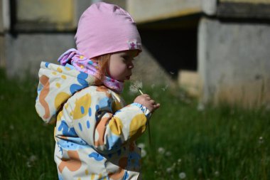 Yavru kız baharda çimlerin üzerinde devedikeni tohumlarını üflüyor. Küçük kız dışarıda devedikeni dikeni üflüyor. Havada uçan devedikeni tohumları.