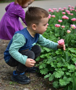 Küçük çocuk tarlada pembe lale kokusu almaya çalışıyor. Uzakta menekşe elbiseli küçük kız. Erkek ve kız kardeş güzel çiçeklere hayrandır. Kardeşler çiçek bahçesiyle ilgilenir..