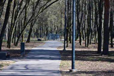 Parkın kenarlarında ağaçlar ve meşaleler olan bir patika. Güneşli bir bahar günü. Boş park yolu.
