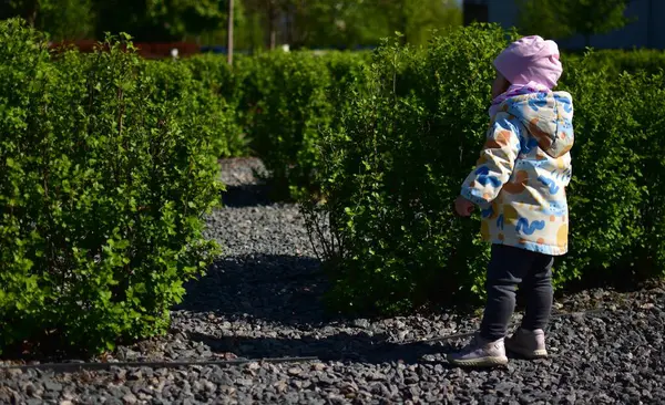 Bebek kız, güneşli baharda, şehir parkındaki çalıların arasından merakla dikiliyor. Küçük kız halk parkında saklambaç oynuyor..