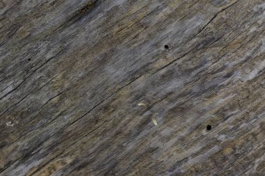 Eski açık kahverengi, eski püskü, çürük ahşap tahta çatallar ve oyuklar dokusu yakın plan.