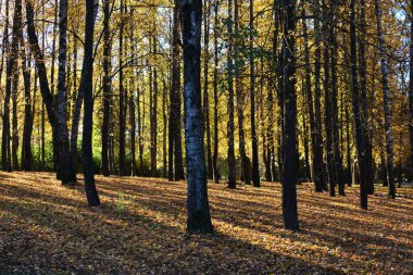Sonbahar güneşli bir günde temiz şehir parkı