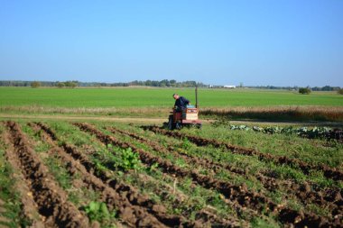 Kırsal alanda sonbaharda patates tarlasına kadar mini traktör. Güneşli bir günde kırsalda patates toplayan küçük bir traktör. Yaşlı adam traktör sürüyor ve patates tarlasına bakıyor.