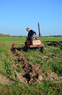 Kırsal alanda sonbaharda patates tarlasına kadar mini traktör. Güneşli bir günde kırsalda patates toplayan küçük bir traktör. Yaşlı adam traktör sürüyor ve patates tarlasına bakıyor.