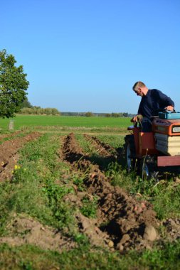 Kırsal alanda sonbaharda patates tarlasına kadar mini traktör. Güneşli bir günde kırsalda patates toplayan küçük bir traktör. Yaşlı adam traktör sürüyor ve patates tarlasına bakıyor.