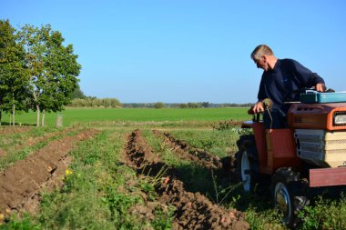 Kırsal alanda sonbaharda patates tarlasına kadar mini traktör. Güneşli bir günde kırsalda patates toplayan küçük bir traktör. Yaşlı adam traktör sürüyor ve patates tarlasına bakıyor.