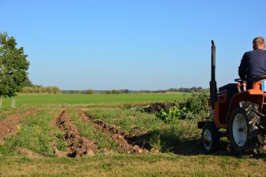 Kırsal alanda sonbaharda patates tarlasına kadar mini traktör. Güneşli bir günde kırsalda patates toplayan küçük bir traktör. Patates tarlasında traktör süren yaşlı adam.