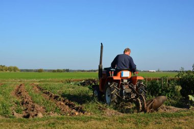 Kırsal alanda sonbaharda patates tarlasına kadar mini traktör. Güneşli bir günde kırsalda patates toplayan küçük bir traktör. Yaşlı adam traktör sürüyor ve patates tarlasına bakıyor.