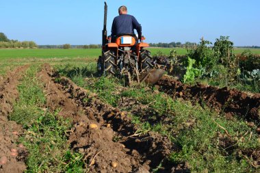 Kırsal alanda sonbaharda patates tarlasına kadar mini traktör. Güneşli bir günde kırsalda patates toplayan küçük bir traktör. Yaşlı adam traktör sürüyor ve patates tarlasına bakıyor.