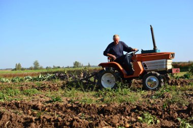 Kırsal alanda sonbaharda patates tarlasına kadar mini traktör. Güneşli bir günde kırsalda patates toplayan küçük bir traktör. Yaşlı adam traktör sürüyor ve patates tarlasına bakıyor.