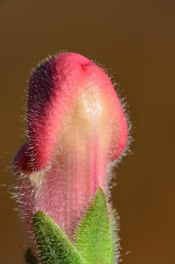 Mans penis shape flower blossom bud. erotic sexual nature joking. Adults life in plants world.