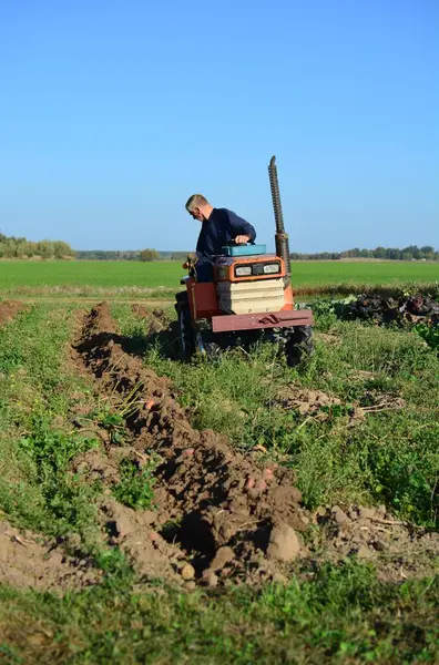 Kırsal alanda sonbaharda patates tarlasına kadar mini traktör. Güneşli bir günde kırsalda patates toplayan küçük bir traktör. Yaşlı adam traktör sürüyor ve patates tarlasına bakıyor.