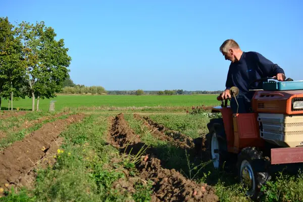 Kırsal alanda sonbaharda patates tarlasına kadar mini traktör. Güneşli bir günde kırsalda patates toplayan küçük bir traktör. Yaşlı adam traktör sürüyor ve patates tarlasına bakıyor.