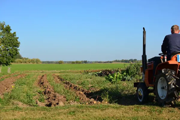 Kırsal alanda sonbaharda patates tarlasına kadar mini traktör. Güneşli bir günde kırsalda patates toplayan küçük bir traktör. Patates tarlasında traktör süren yaşlı adam.