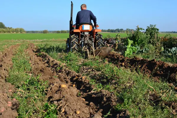 Kırsal alanda sonbaharda patates tarlasına kadar mini traktör. Güneşli bir günde kırsalda patates toplayan küçük bir traktör. Yaşlı adam traktör sürüyor ve patates tarlasına bakıyor.
