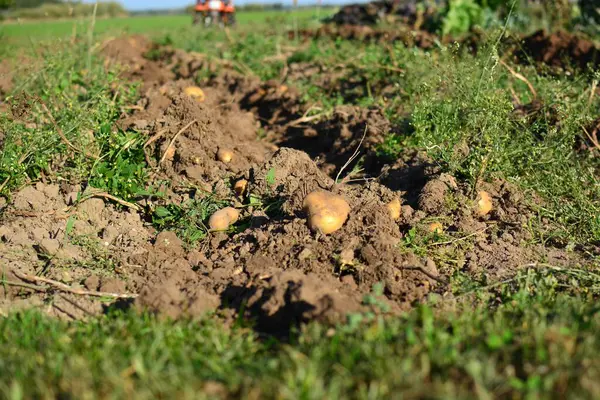 Kırsal alanda sonbaharda patates tarlasına kadar mini traktör. Güneşli bir günde kırsalda patates toplayan küçük bir traktör. Bahçe yatağında patates hasat için hazır..