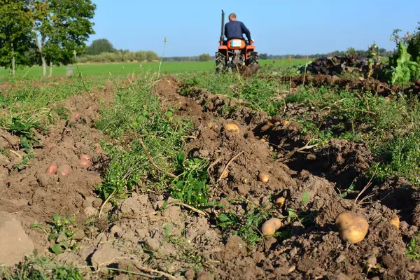 Kırsal alanda sonbaharda patates tarlasına kadar mini traktör. Güneşli bir günde kırsalda patates toplayan küçük bir traktör. Yaşlı adam traktör sürüyor ve patates tarlasına bakıyor. Bahçe yatağında patates hasat için hazır.
