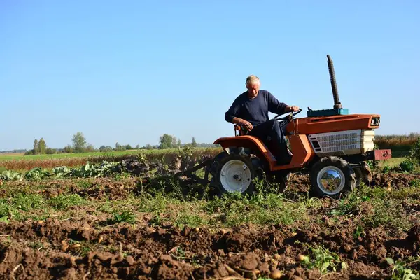 Kırsal alanda sonbaharda patates tarlasına kadar mini traktör. Güneşli bir günde kırsalda patates toplayan küçük bir traktör. Yaşlı adam traktör sürüyor ve patates tarlasına bakıyor.